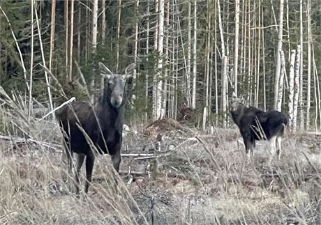 DRIVEN MOOSE HUNTING IN FINLAND